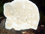 Earliella scabrosa image