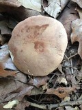 Tylopilus felleus image
