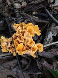 Craterellus odoratus image
