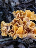 Craterellus odoratus image