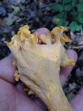 Craterellus odoratus image