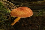 Tricholomopsis flammula image