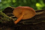 Tricholomopsis flammula image