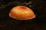 Tricholomopsis flammula image