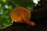 Tricholomopsis flammula image
