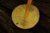Tricholomopsis flammula image