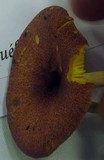 Tricholomopsis flammula image