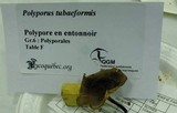 Polyporus tubaeformis image