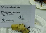 Polyporus tubaeformis image