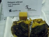 Fomitopsis ochracea image