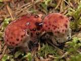 Hydnellum peckii image