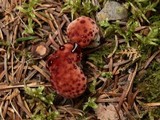 Hydnellum peckii image