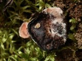 Hydnellum peckii image