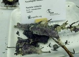 Nectriopsis violacea image
