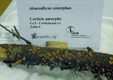 Aleurodiscus amorphus image