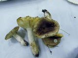 Russula pelargonia image