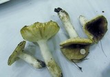 Russula pelargonia image