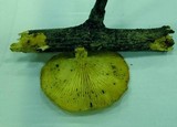 Neofavolus suavissimus image