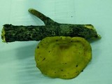 Neofavolus suavissimus image