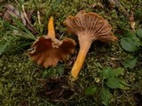 Cantharellus ignicolor image