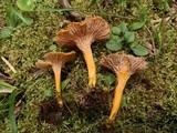 Cantharellus ignicolor image