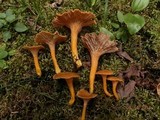 Cantharellus ignicolor image