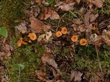 Cantharellus ignicolor image