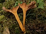 Cantharellus ignicolor image