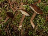 Lactarius lignyotus var. nigroviolascens image