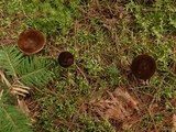 Lactarius lignyotus var. nigroviolascens image
