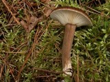 Lactarius lignyotus image