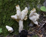 Helvella crispa image