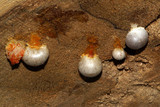 Reticularia lycoperdon image
