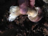 Tylopilus rubrobrunneus image