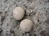 Lycoperdon molle image