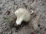 Lycoperdon molle image