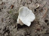 Lycoperdon molle image