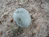 Clitocybe odora image