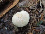 Lactarius chrysorrheus image