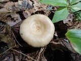 Lactarius chrysorrheus image