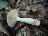 Lactarius chrysorrheus image