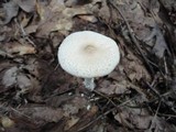 Lepiota clypeolaria image