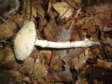 Amanita murrilliana image