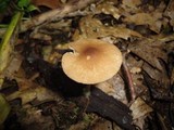 Pluteus phlebophorus image
