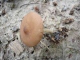 Pluteus phlebophorus image