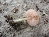 Pluteus phlebophorus image