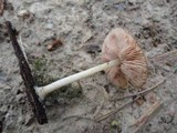 Pluteus phlebophorus image