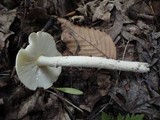 Amanita murrilliana image