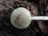 Amanita murrilliana image