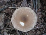 Amanita sect. Vaginatae image